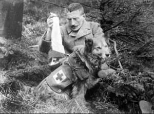 Собаки милосердя, також відомі як собаки-рятувальники або собаки швидкої допомоги, використовувалися під час Першої світової війни для пошуку поранених солдатів на полі бою та надання комфорту тим, хто вмирав.