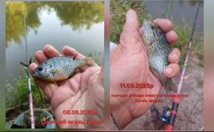 Сонячний окунь