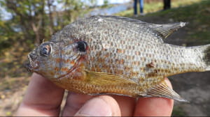 Сонячний окунь