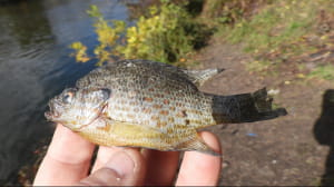 Сонячний окунь