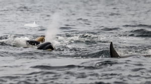 Роды у косаток