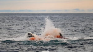 Роды у косаток