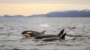 Роды у косаток