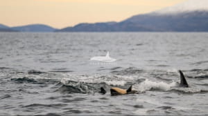 Роды у косаток