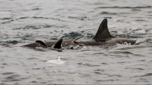 Роды у косаток