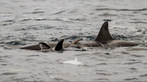 Роды у косаток