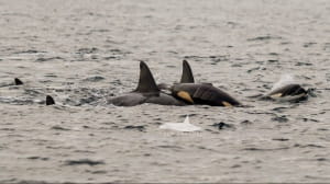 Роды у косаток