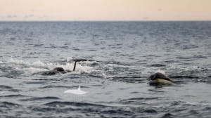 Роды у косаток