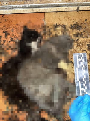 "Притулок" для тварин у Київській області