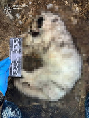 "Притулок" для тварин у Київській області