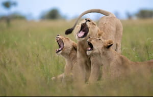 Nikon Comedy Wildlife Awards 2025