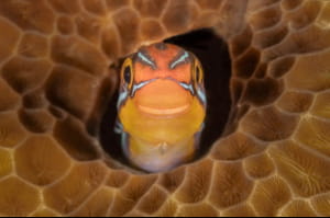 Nikon Comedy Wildlife Awards 2025