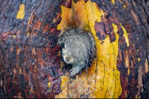 Nikon Comedy Wildlife Awards 2025