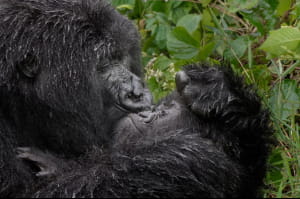 Nikon Comedy Wildlife Awards 2025