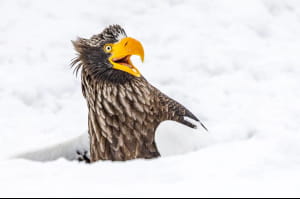 Nikon Comedy Wildlife Awards 2025