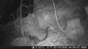 Фото куницы