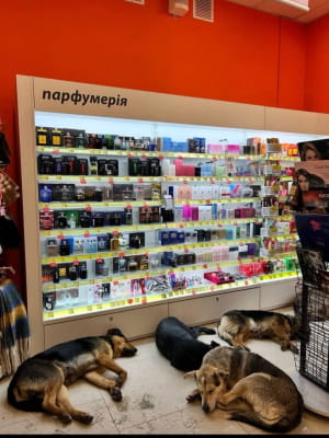 Безпритульні собаки