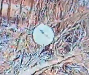 Супутникова тарілка