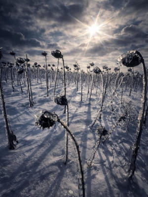 Зимовий пейзаж із фронту