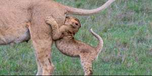 Кумедна природа