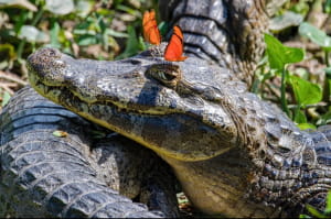 Кумедна природа