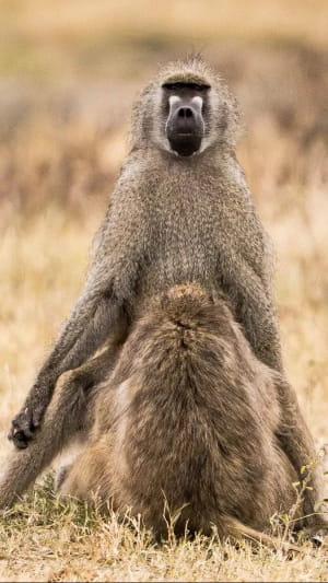 Кумедна природа