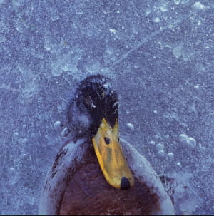 Close-up Photographer of the Year