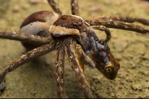 Close-up Photographer of the Year