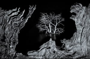 Close-up Photographer of the Year