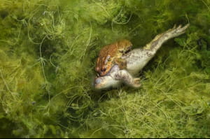 Close-up Photographer of the Year