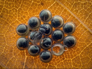 Close-up Photographer of the Year