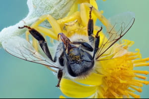 Close-up Photographer of the Year
