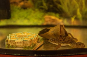 Кабінет Буданова