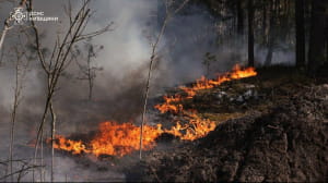 у Зоні відчуження лісова пожежа