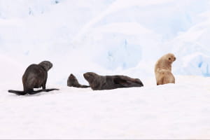 Морський котик