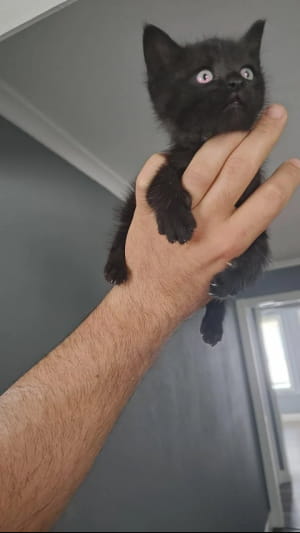 Спасенный котенок