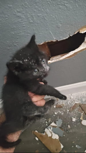 Спасенный котенок