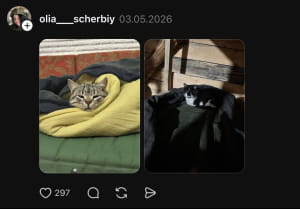 Котики