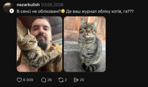 Котики