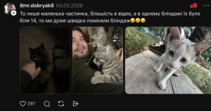 Котики