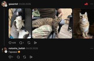 Котики