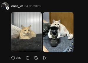 Котики