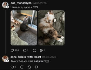 Котики