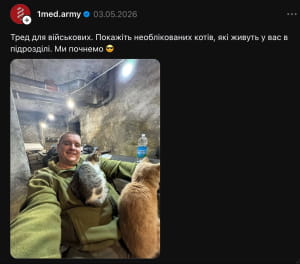 Котики