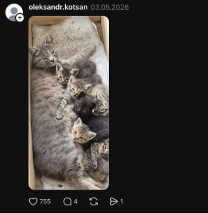 Котики