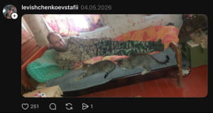 Котики