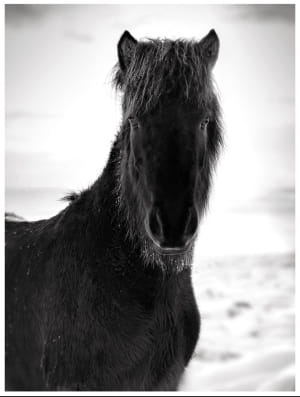 iPhone Photography Awards