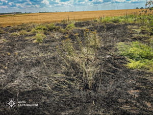 На Харківщині ворог б'є по пшеничних полях 
