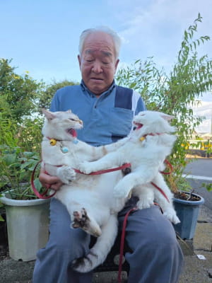 Дідусь з котами