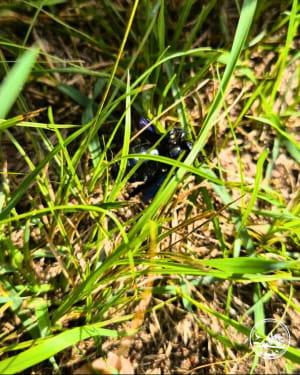 Ксилокопа звичайна (Xylocopa valga)